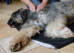 hondenmassage