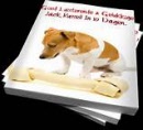 jackrussel